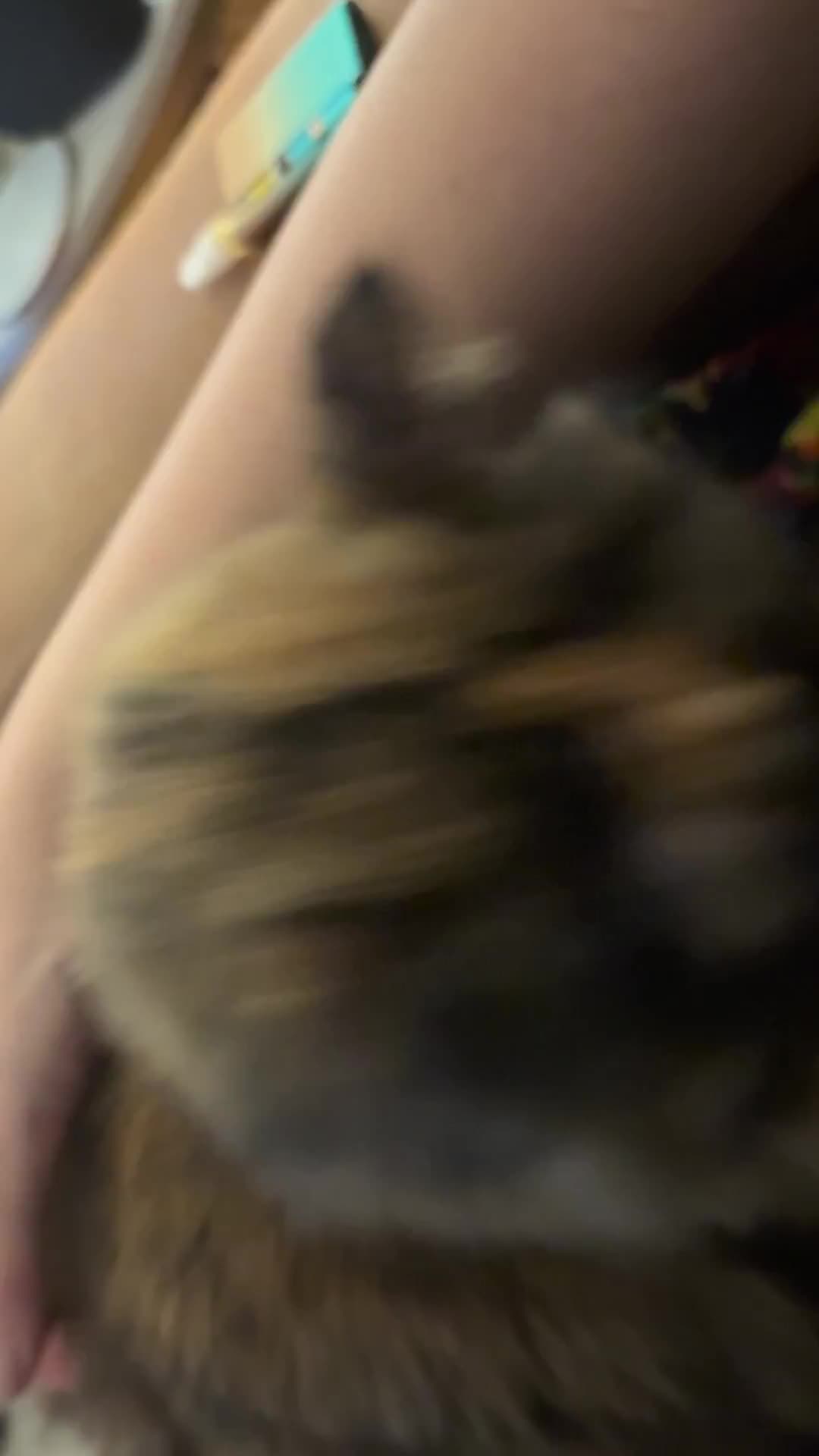 #caturday part 2, hip nuzzlin